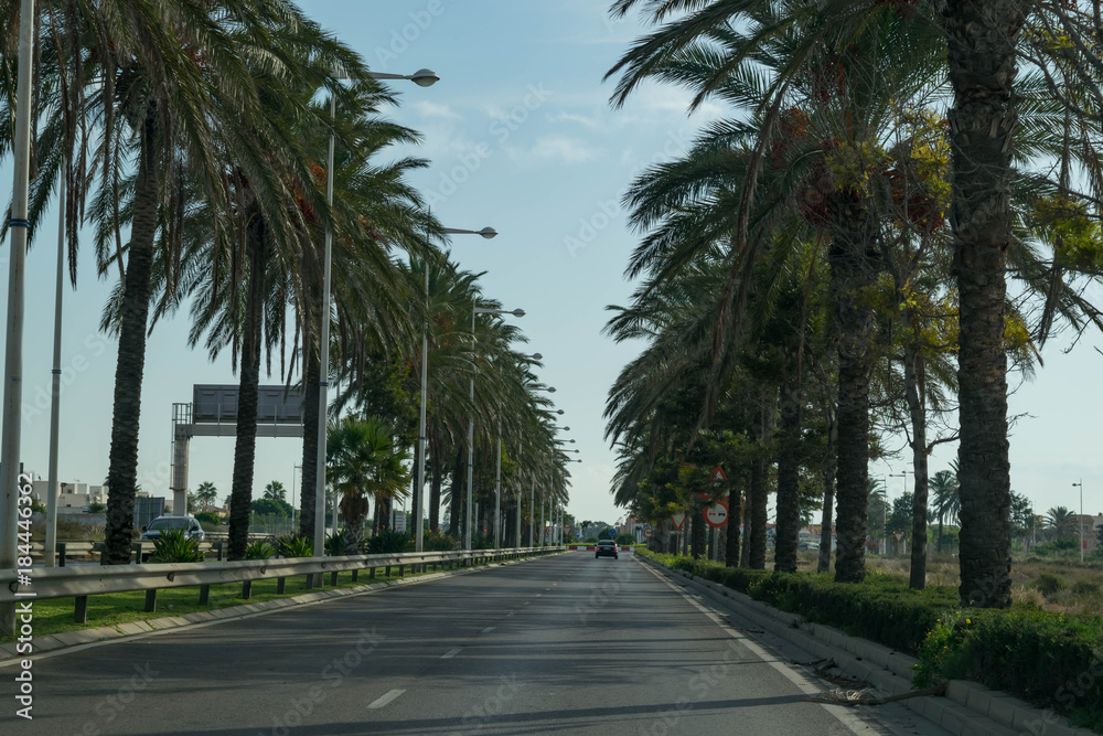 Palm tree street at Almeria, Spain