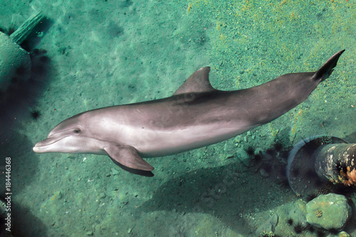 Bottle-nose dolphin is swimming