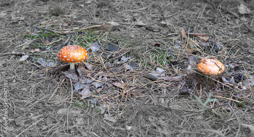 picturesque orange Amanita - beauty of coniferous and mixed forests photo