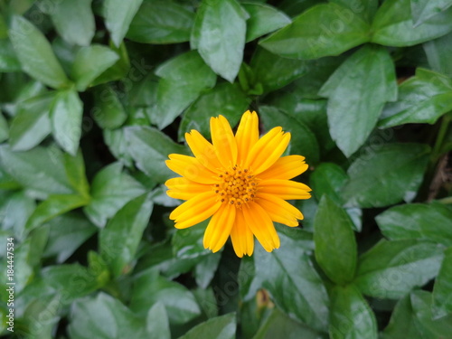 Beautiful Sunflower