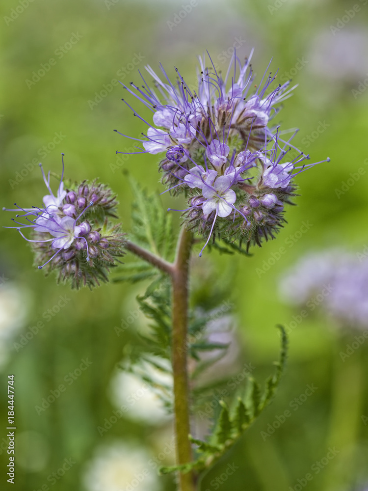 Phacelia or Scorpionweed blossom Phacelia or Scorpionweed blossom