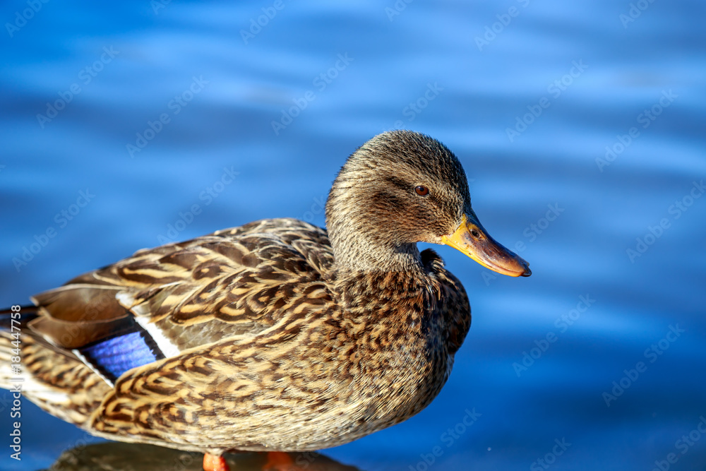 Female Mallard Duck