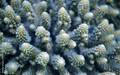underwater world - bright coral detail photo