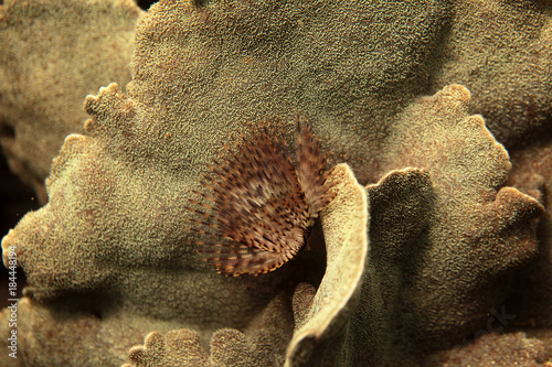 underwater world - tube worm photo