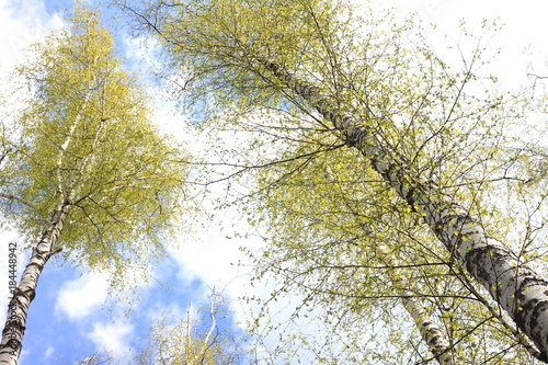 Beautiful white birch trees in spring in forest in good weather