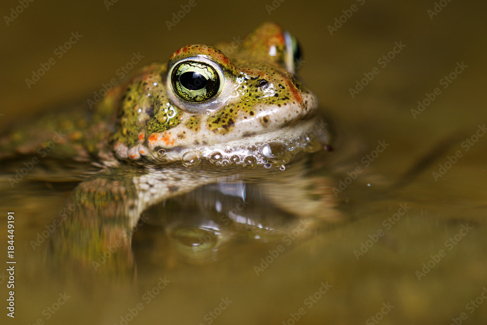 Fototapeta premium Crapaud calamite dans l'eau, bufo calamita, mâle