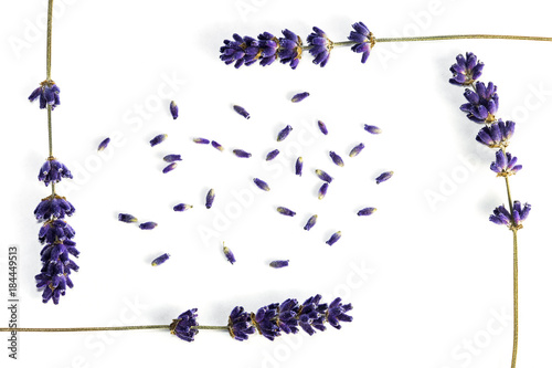 Fototapeta Naklejka Na Ścianę i Meble -  Lavender flowers isolated on white