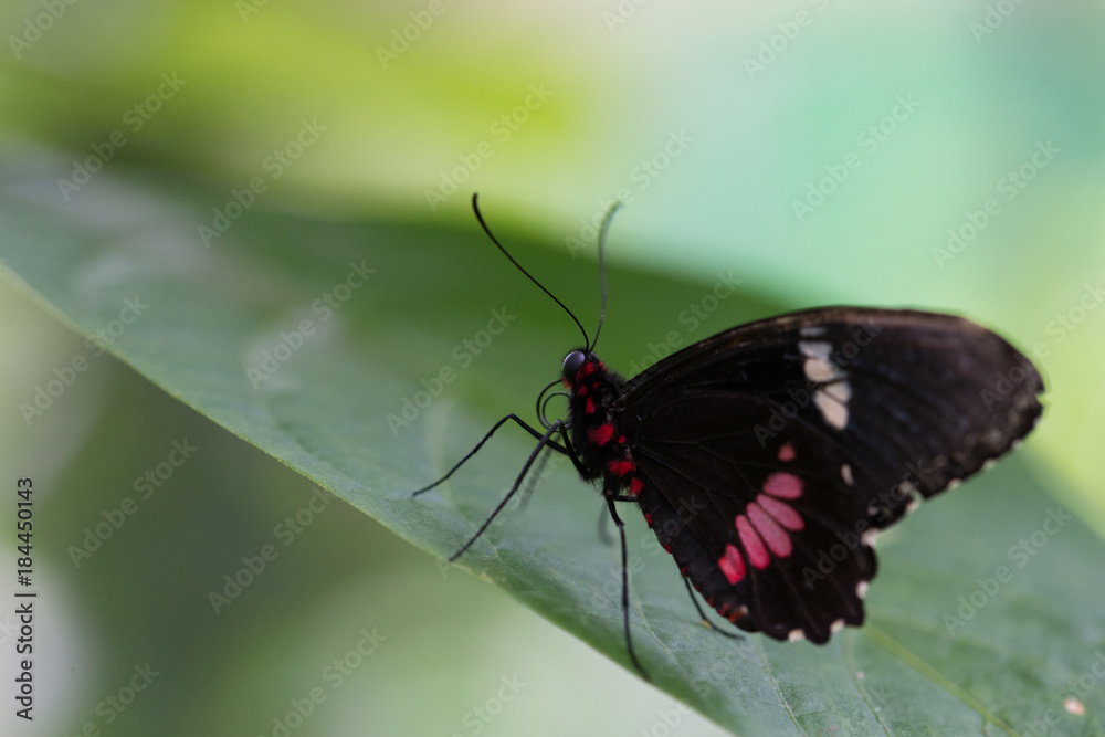 Obraz premium Papillon exotique noir, rouge et blanc