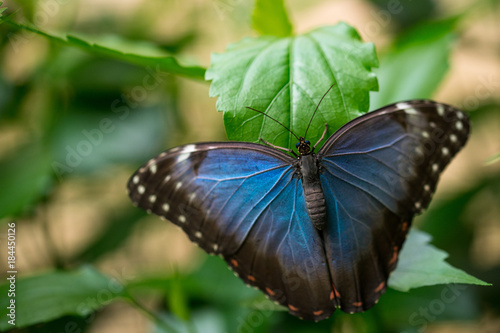 Papillon chouette tropical du genre Caligo.