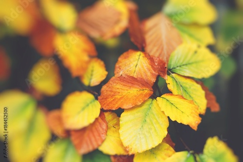 Yellow  orange and red autumn leaves in fall park. Nature background.