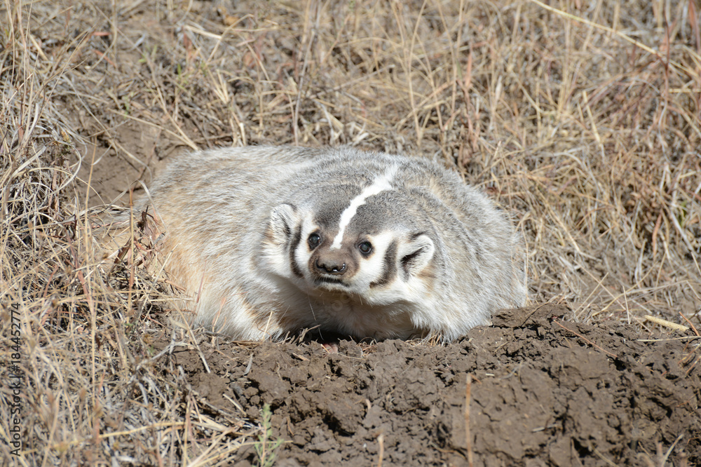 Naklejka premium badger in dirt