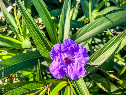 purple wild petunia and green leaf
