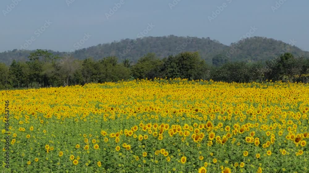 Zoom in Sunflowers growing in field, agriculture industry, at rural of Thailand. Zoom in Sunflowers growing in field, agriculture industry, at rural of Thailand.