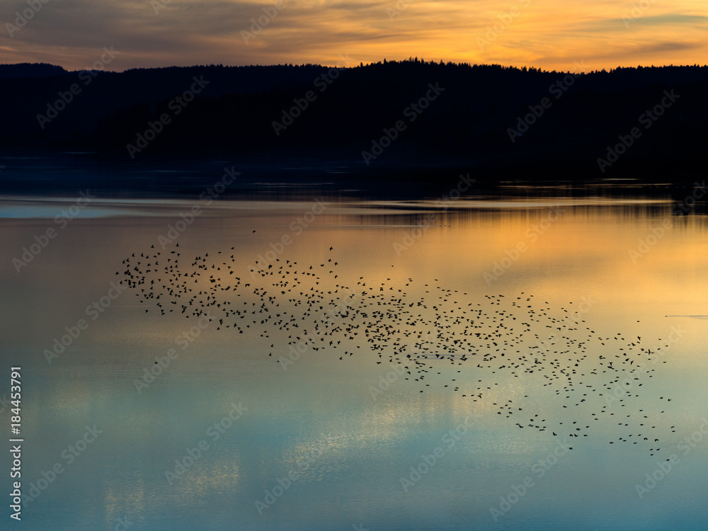 Vol d'oiseaux sur le lac au soleil couchant