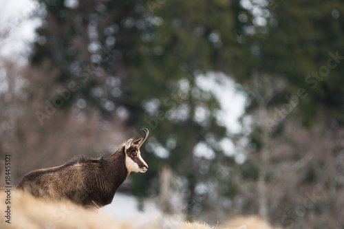 Chamois ,Rupicapra rupicapra