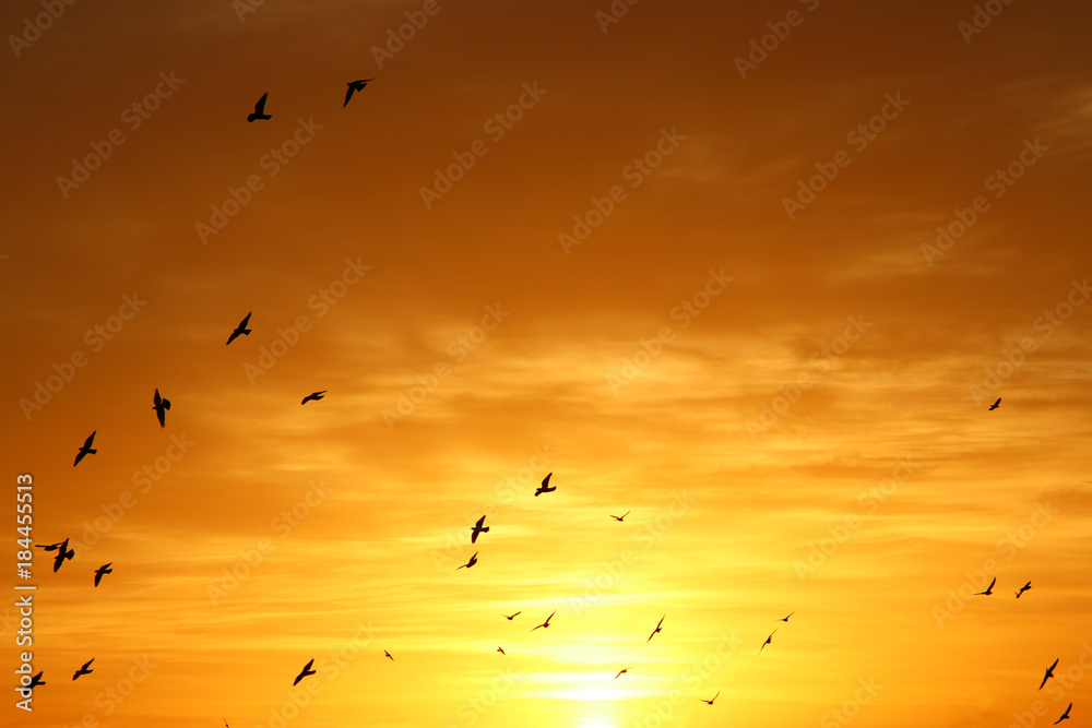Fototapeta premium Background of colorful sky concept: Dramatic sunset with twilight color sky and clouds, birds in the horizon.