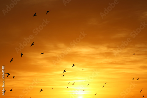 Background of colorful sky concept: Dramatic sunset with twilight color sky and clouds, birds in the horizon.