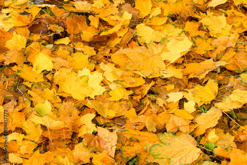 Colorful background image of fallen autumn leaves, warm autumn.