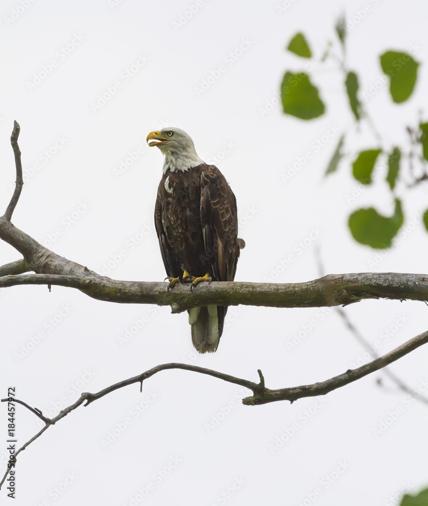 American Bald Eagle American Bald Eagle