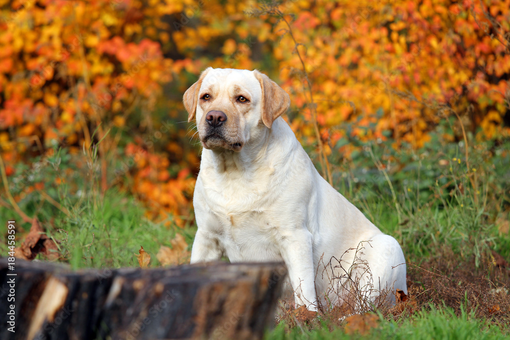 the yellow labrador in the park in autumn close up