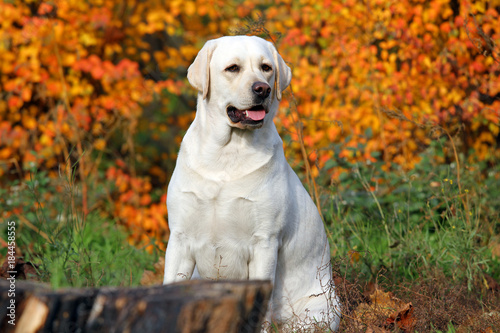 yellow labrador in the park in autumn close up