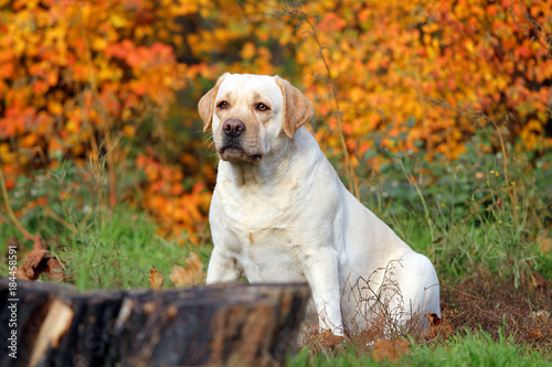 the yellow labrador in the park in autumn close up © yarvet