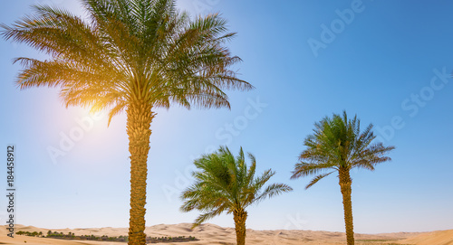Oasis palm trees in the desert.
