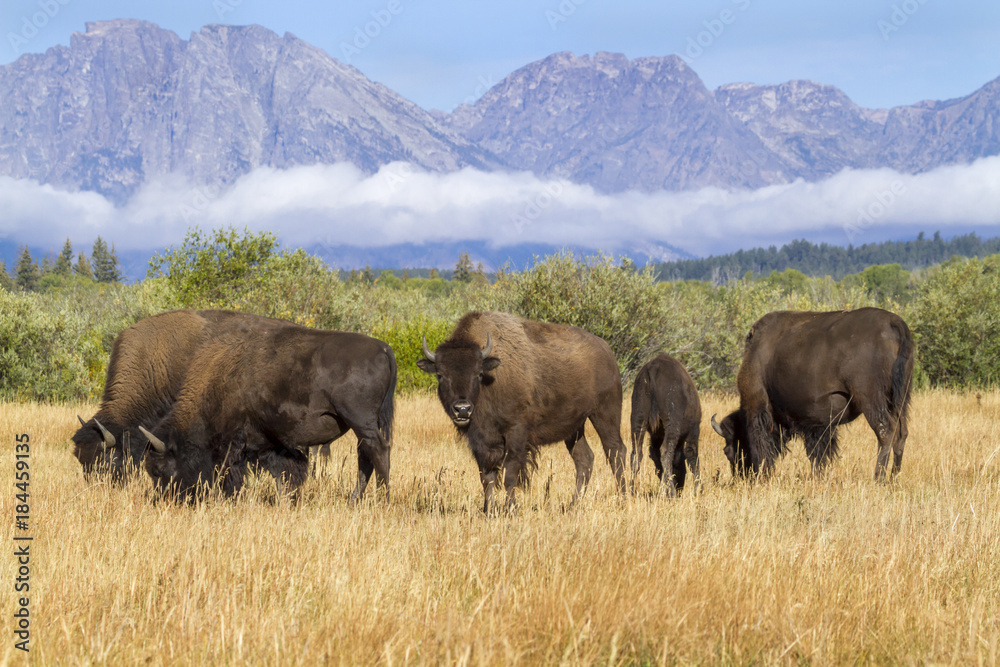 American bison on Grand Teton background American bison on Grand Teton background