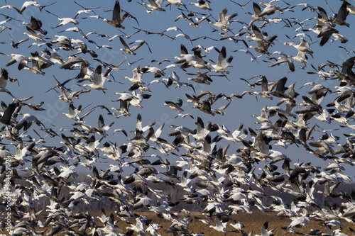 Snow geese fall migration