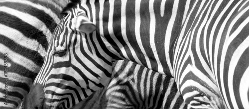 Two real zebras in Victor Vasarely s style