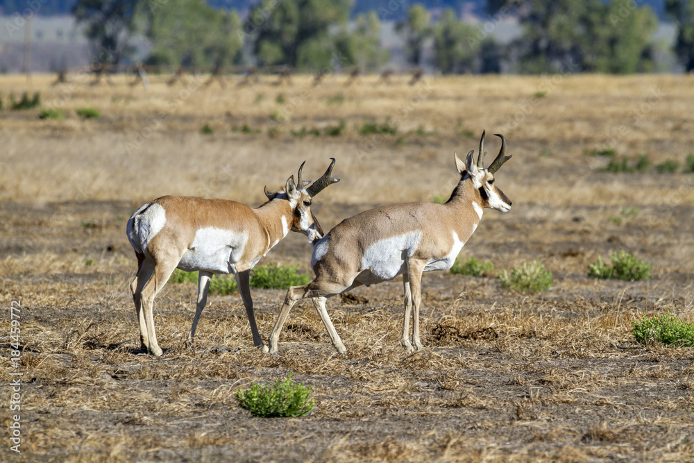 pronghorns pronghorns