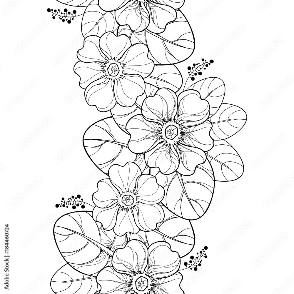 Vector seamless pattern with outline Primula or Primrose flower and leaves in black on the white background. Vertical border with Primula in contour style for spring design and coloring book.