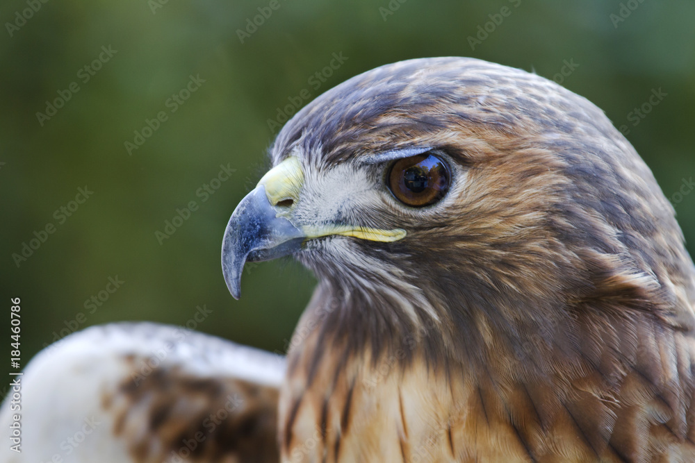 Portrait Of Broad-winged Hawk Portrait Of Broad-winged Hawk