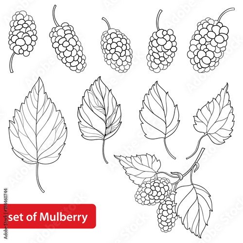 Vector set with outline Mulberry or Morus, bunch, ripe berry and leaves in black isolated on white background. Drawing of Mulberry in contour style for summer design and coloring book.