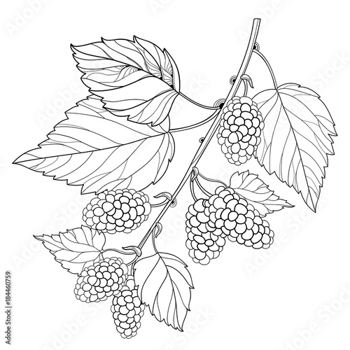 Vector branch with outline Mulberry or Morus with ripe berry and leaves in black isolated on white background. Drawing of Mulberry bunch in contour style for summer design and coloring book.