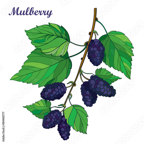 Vector branch with outline Mulberry or Morus with ripe black berry and green leaves isolated on white background. Drawing of Mulberry bunch in contour style for summer design and fresh fruit menu.