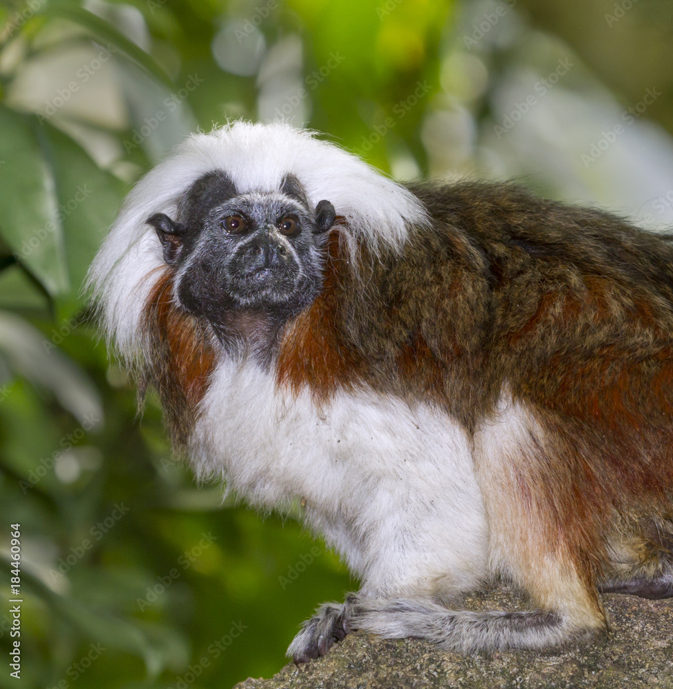 Cotton-top tamarin Cotton-top tamarin