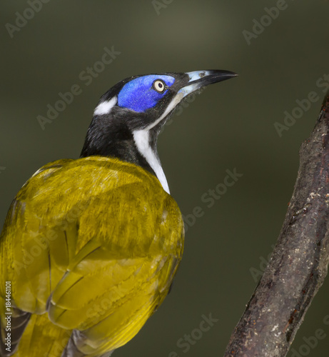 Blue-faced Honeyeater photo