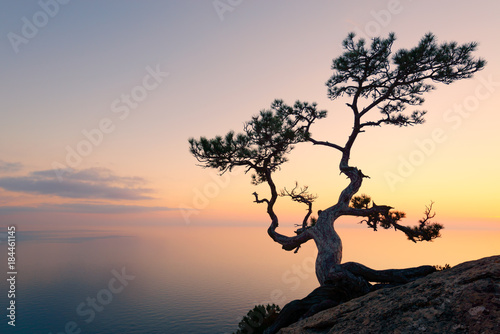 Alone tree on the edge of the cliff against the backdrop of the Black Sea at sunset time