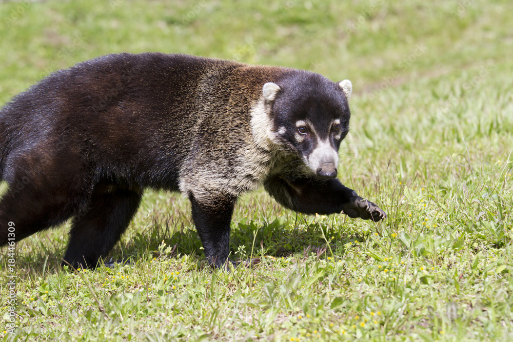 Fototapeta premium White-nosed coati