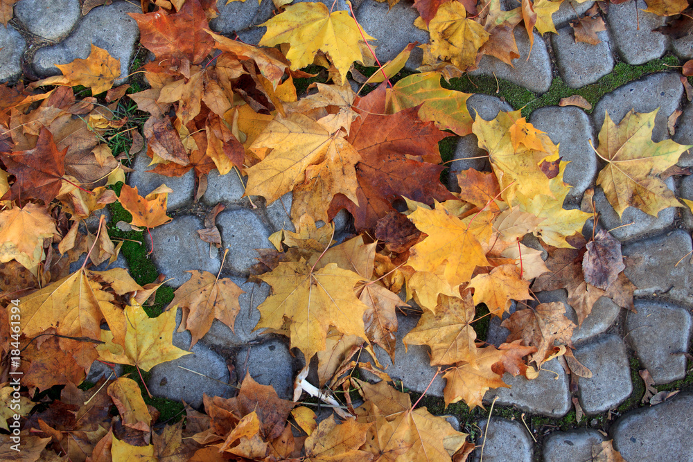 Fallen leaves are lying on the sidewalk in the park.