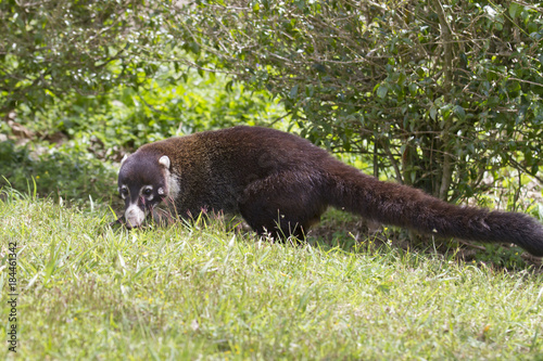 White-nosed coati photo