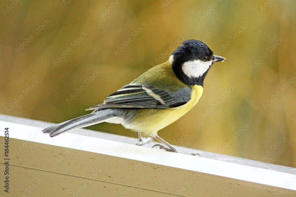 Fototapeta premium petite mésange