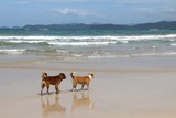 Beach dogs in Palawan, Philippines