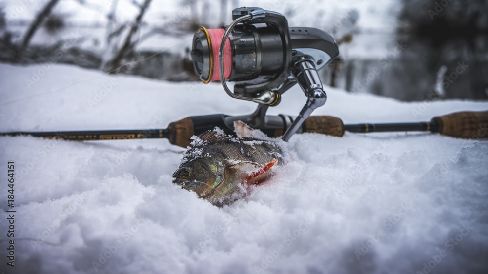 Perch caught in winter spinning Perch caught in winter spinning