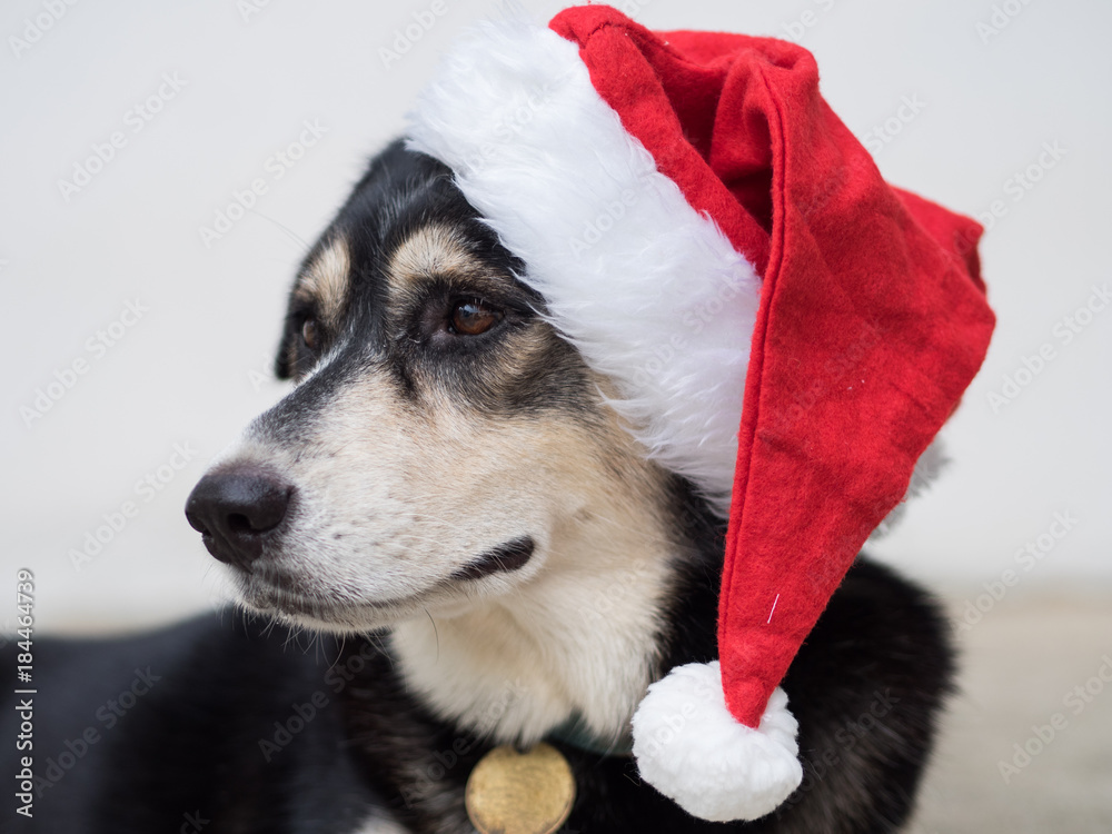 A black dog with red Santa Claus on her head is kind of curious with the sound she heard. Merry Christmas A black dog with red Santa Claus on her head is kind of curious with the sound she heard. Merry Christmas
