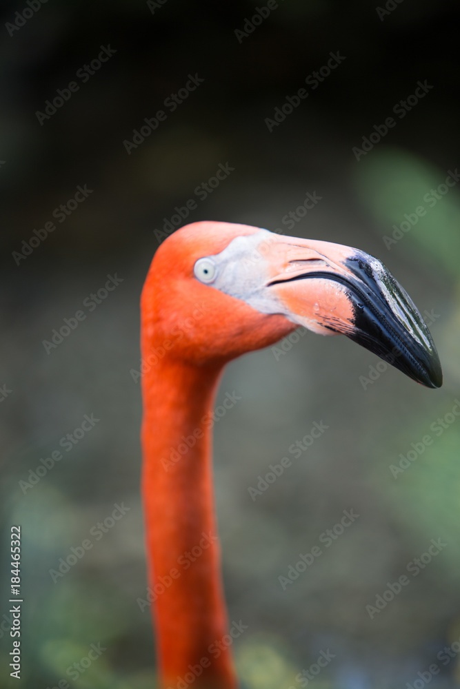 Fototapeta premium Birds of Florida