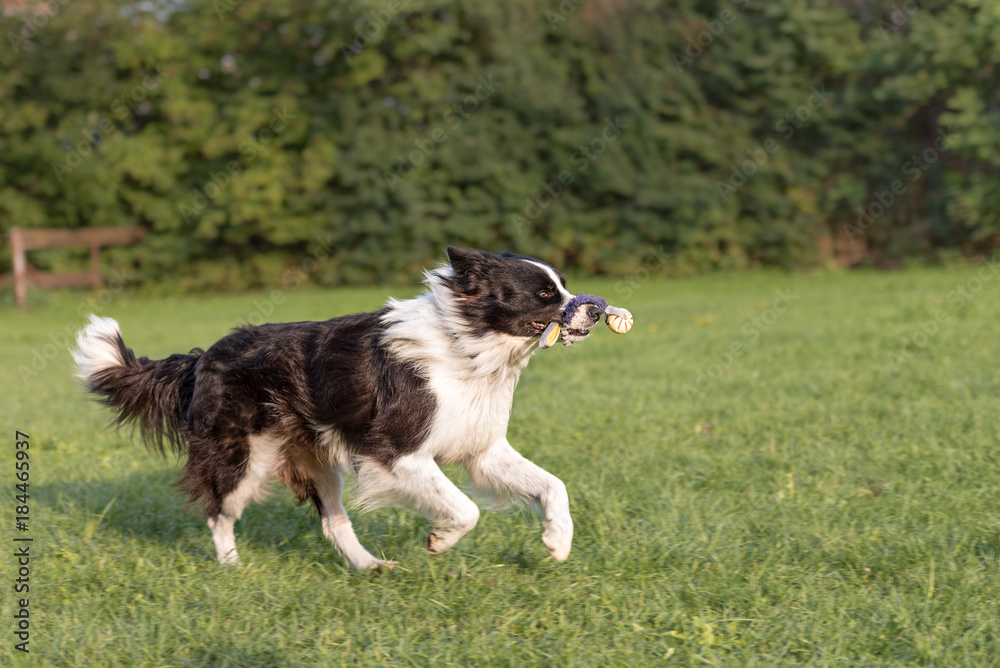 Border Collie - Dog plays with a ball