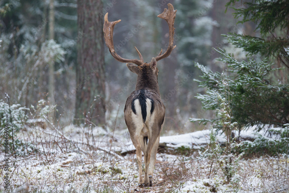 Naklejka premium Adult Fallow Deer Buck, Goes Into The Forest, Back View. Majestic Powerful Adult Fallow Deer, Dama Dama, In Winter Forest, Belarus. Wildlife Scene From Nature, Europe.A Male Of Fallow Deer ( Daniel )
