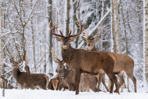 Herd Of Red Deer Stag In Winter.Winter Wildlife Landscape With Herd Of Deer (Cervus Elaphus). Deer With Large Branched Horns On The Background Of Winter Birch Forest.Trophy Stag Close-Up,Artistic View